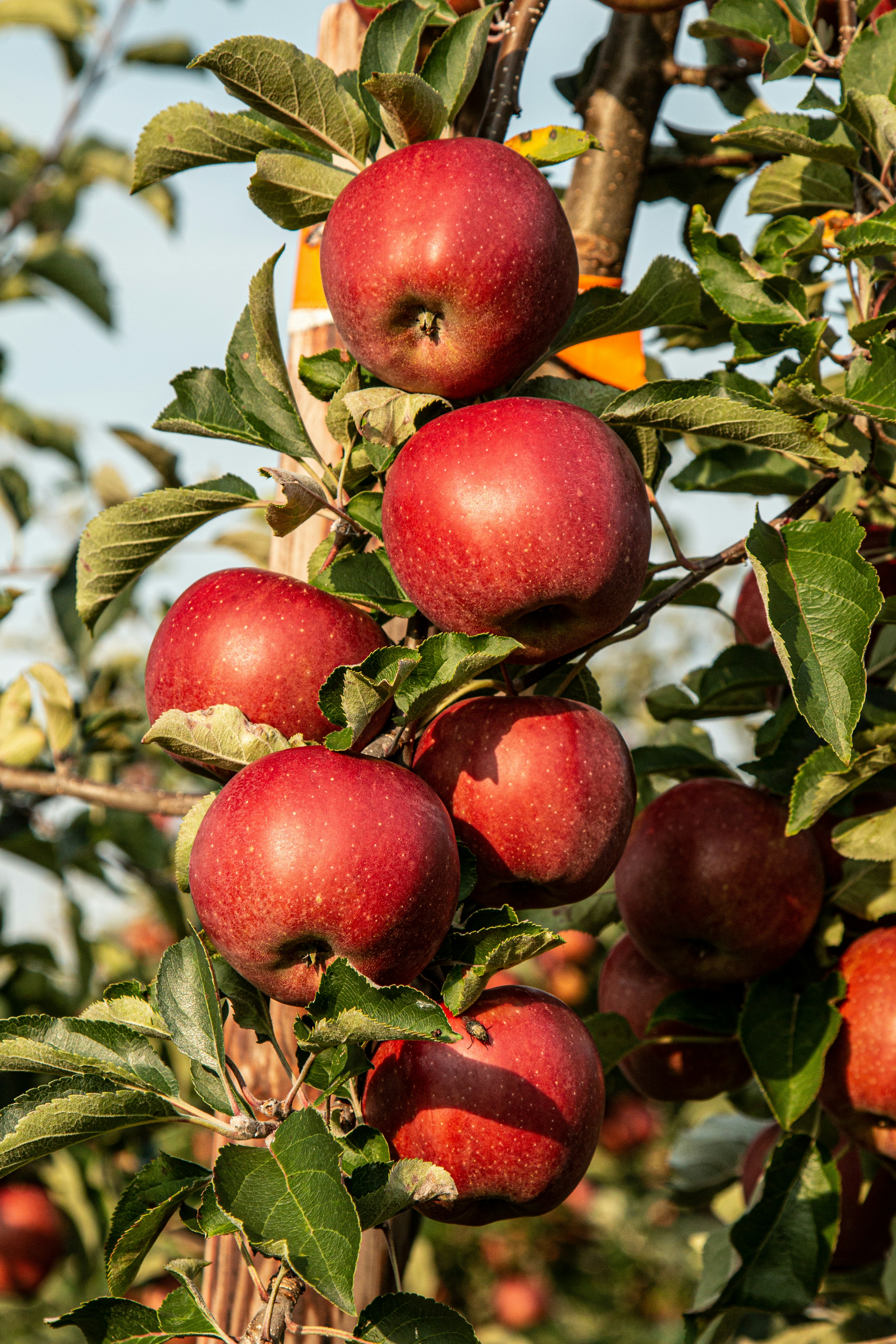 Fresh Fruits